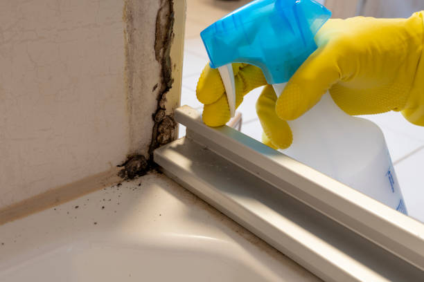 Best Attic Mold Removal  in Bowie, MD