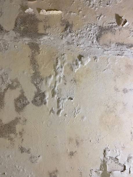 Best Mold Testing  in Bowie, MD