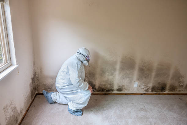 Best Mold Damage Repair  in Bowie, MD