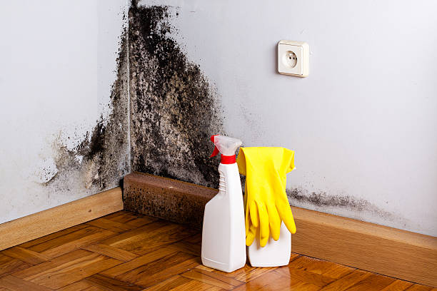 Best Mold Removal Specialists  in Bowie, MD