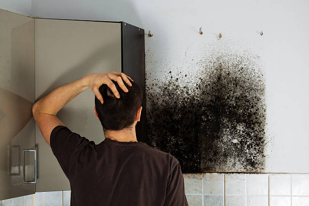 Home Mold Removal in Bowie, MD