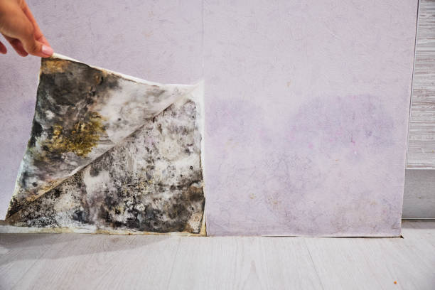 Best Emergency Mold Removal  in Bowie, MD